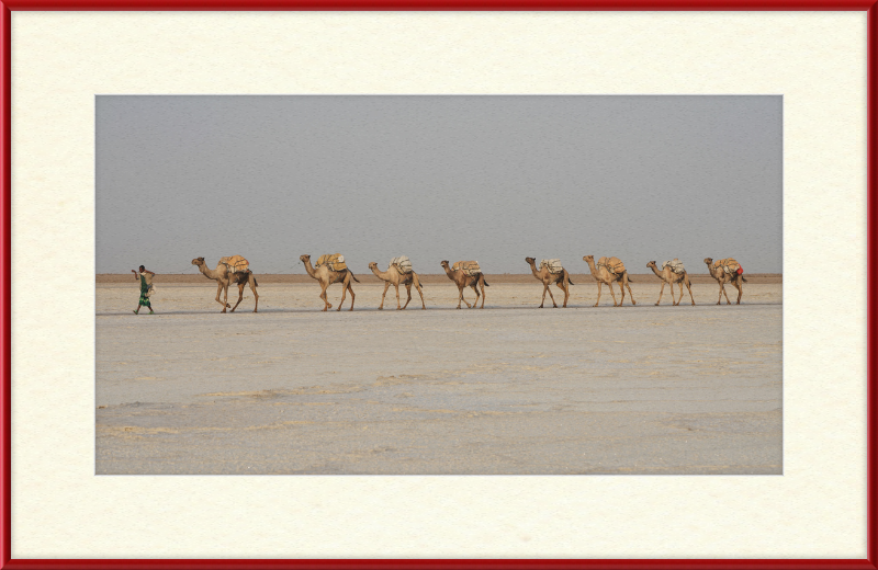 Camel Caravan - Great Pictures Framed