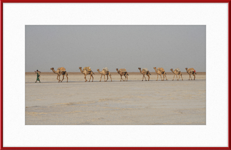 Camel Caravan - Great Pictures Framed