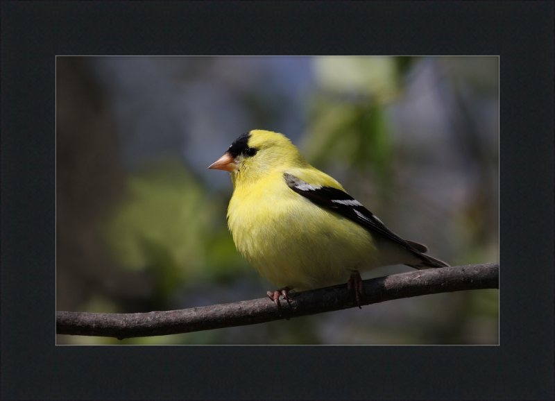 American Goldfinch - Great Pictures Framed