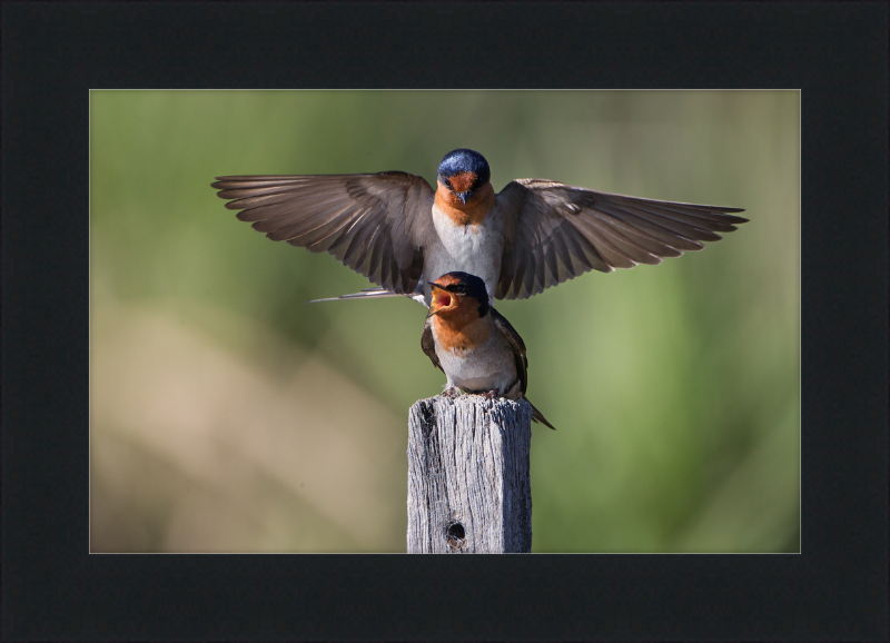 Hirundo neoxena - Gould's Lagoon - Great Pictures Framed