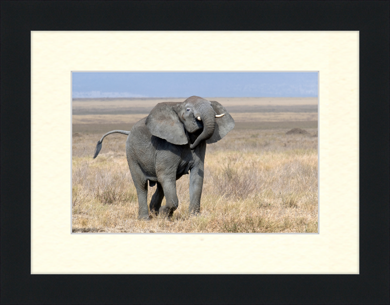 Loxodonta Africana on the Serengeti - Great Pictures Framed