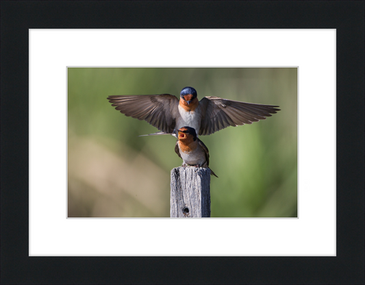 Hirundo neoxena - Gould's Lagoon - Great Pictures Framed