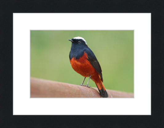The White-capped Water Redstart - Great Pictures Framed