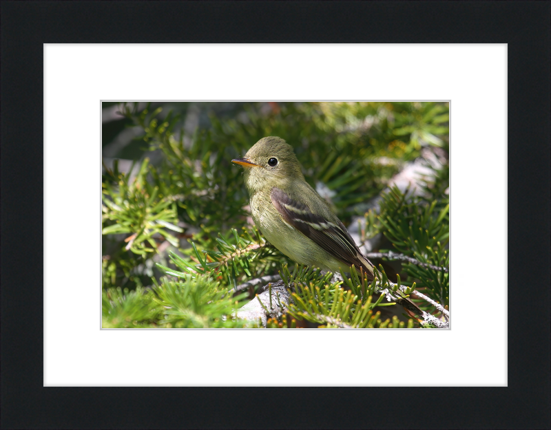 Empidonax Flaviventris - Great Pictures Framed