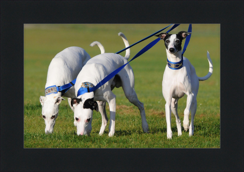 Fireworks Whippets - Great Pictures Framed