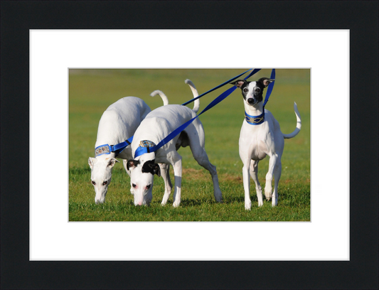 Fireworks Whippets - Great Pictures Framed