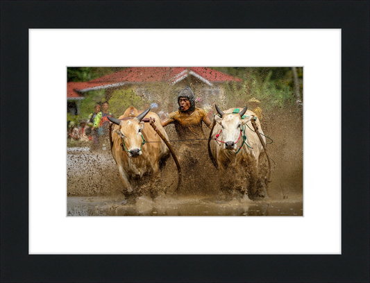 Pacu Jawi in Tanah Datar - Great Pictures Framed