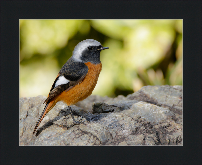 Daurian Redstart - Great Pictures Framed