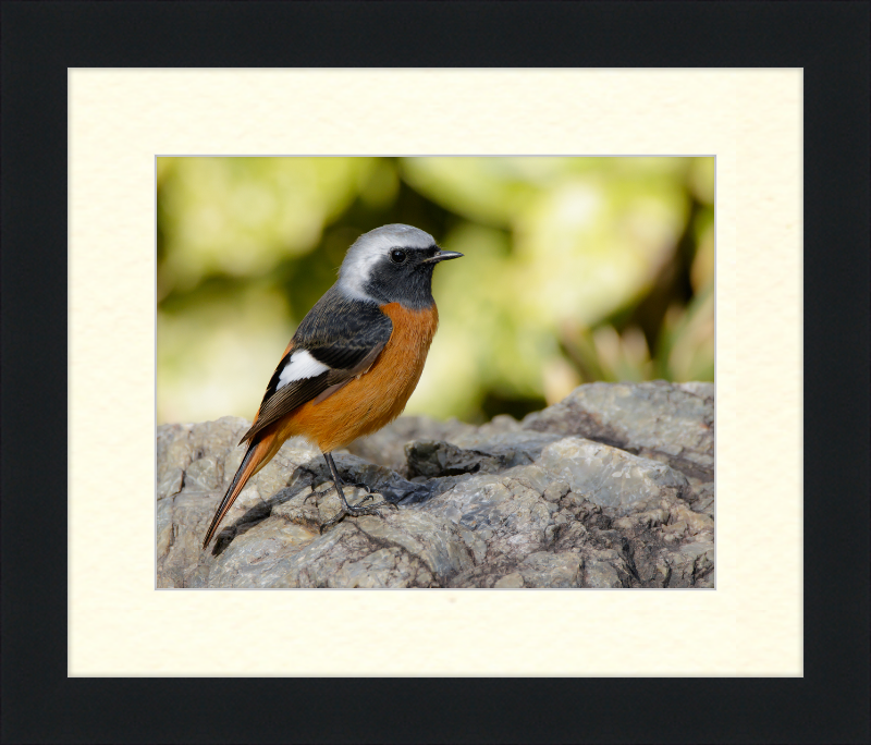 Daurian Redstart - Great Pictures Framed