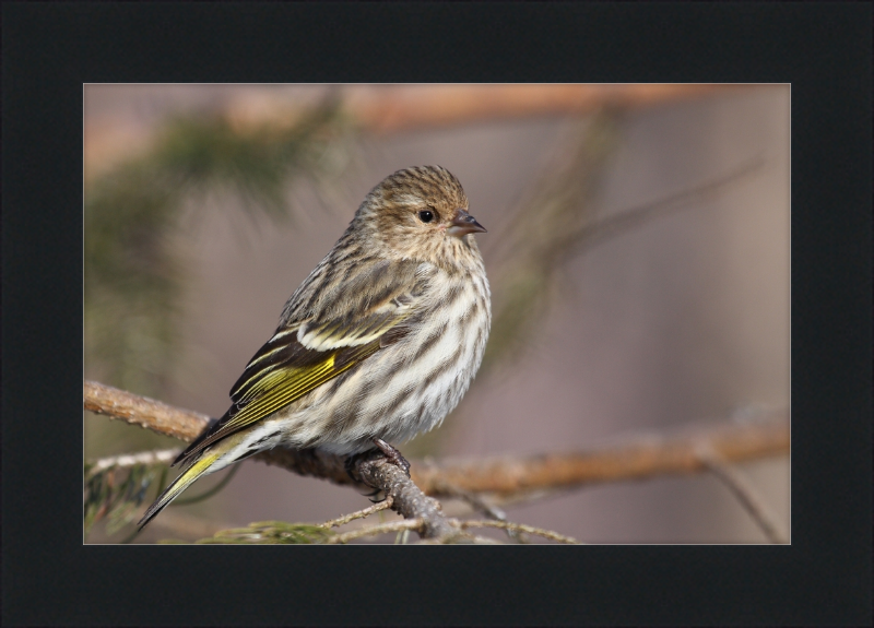 Grey-Brown Pine Siskin - Great Pictures Framed