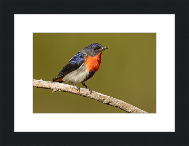 Mistletoebird - Round Hill Nature Reserve - Great Pictures Framed