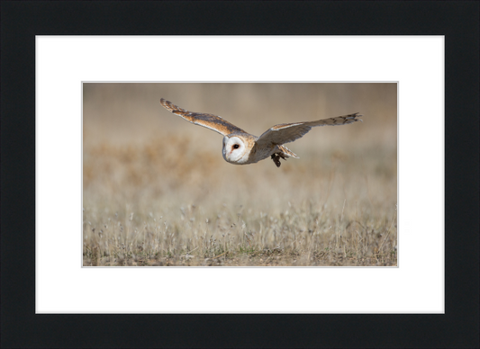 A Barn Owl in Flight - Great Pictures Framed