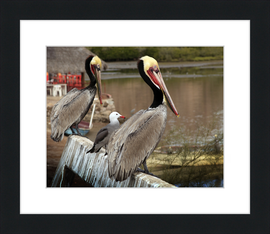Tres amigos - Great Pictures Framed
