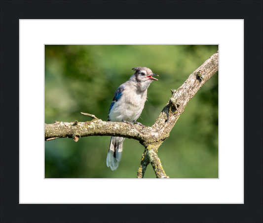Jay Fledgling in Nature - Great Pictures Framed