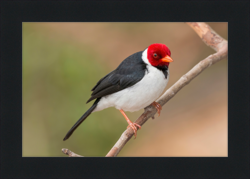Yellow-billed Cardinal (Paroaria capitata) - Great Pictures Framed