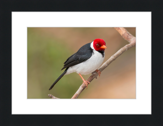 Yellow-billed Cardinal (Paroaria capitata) - Great Pictures Framed