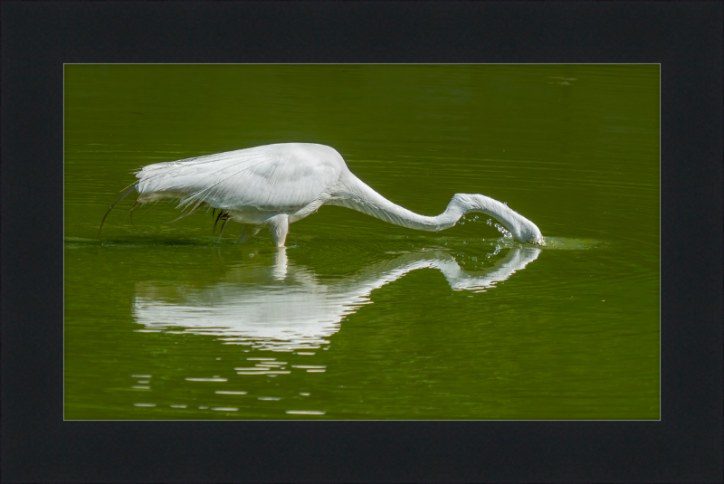 Great Egret - Great Pictures Framed