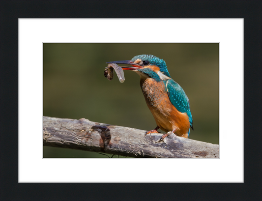 Kingfisher Eating a Tadpole - Great Pictures Framed