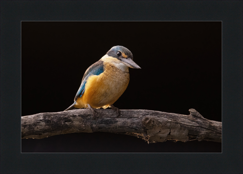 Sacred Kingfisher- Sydney Olympic Park - Great Pictures Framed