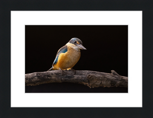 Sacred Kingfisher- Sydney Olympic Park - Great Pictures Framed