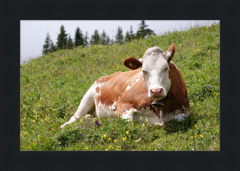 A Fleckvieh Cow in the Swiss Alps - Great Pictures Framed