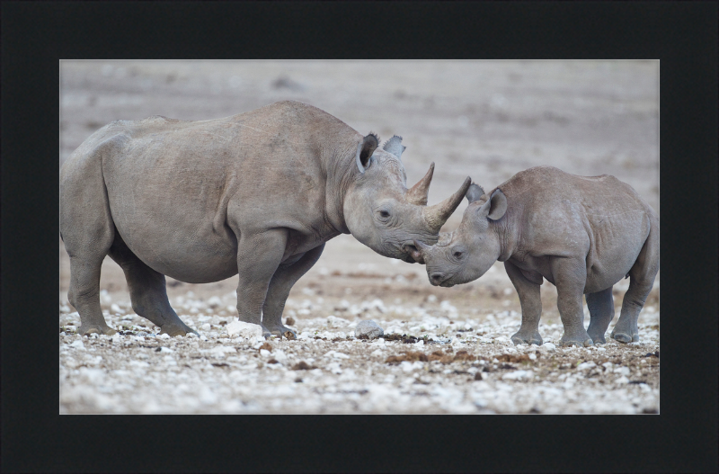 Two Rhinos - Great Pictures Framed