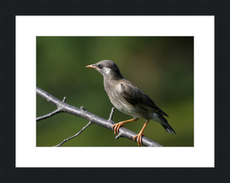 White-cheeked Starling at Tennoji Park in Osaka - Great Pictures Framed
