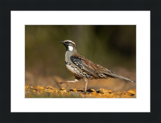 Spotted Quail-thrush Male - Blackheath - Great Pictures Framed
