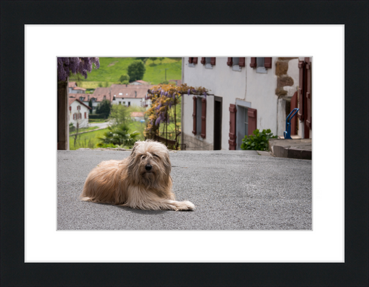 Sara - A Sheepdog - Great Pictures Framed