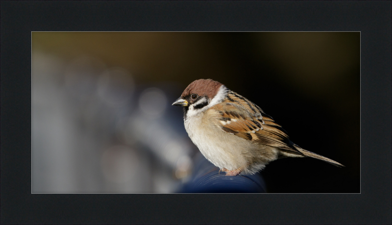 Eurasian Tree Sparrow at Tennajji Park in Osaka - Great Pictures Framed