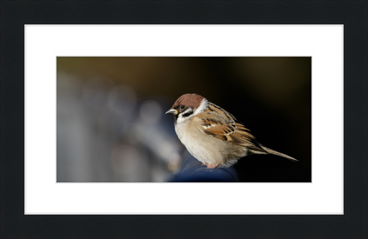Eurasian Tree Sparrow at Tennajji Park in Osaka - Great Pictures Framed