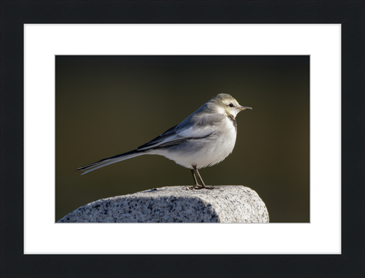 Japanese Pied Wagtail in Sakai, Osaka - Great Pictures Framed