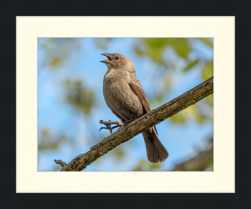 Female Brown-headed Cowbird - Great Pictures Framed