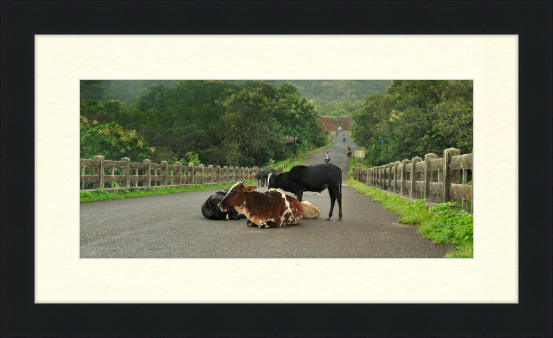 Cows on the Anjarle Bridge - Great Pictures Framed