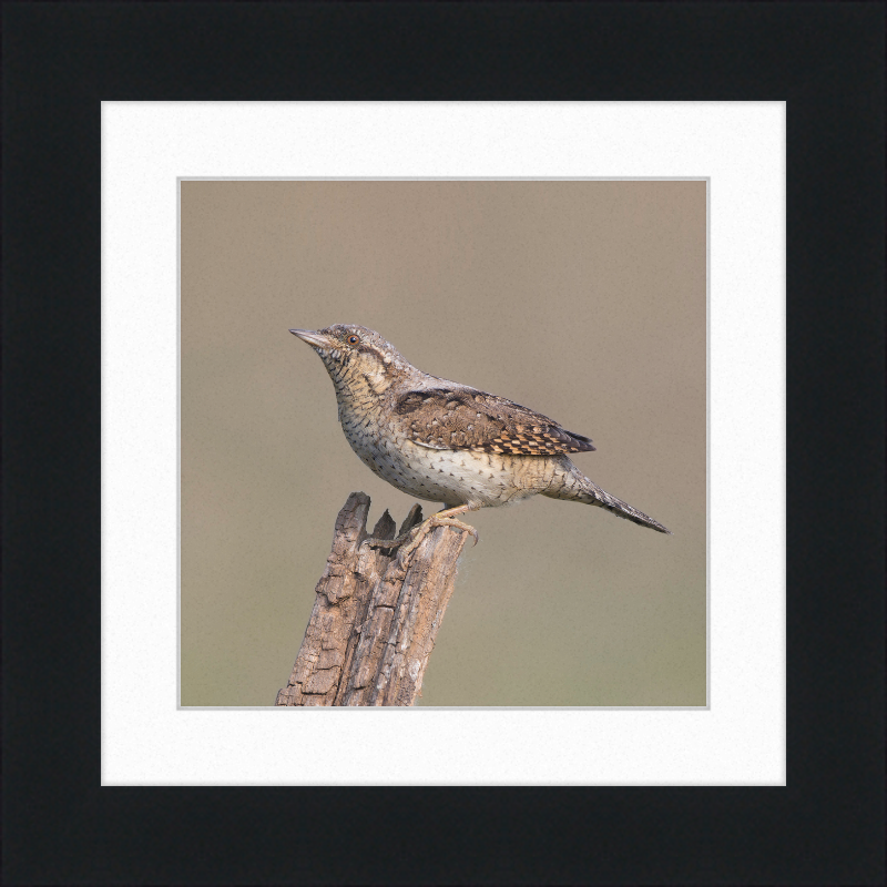 Wryneck - Great Pictures Framed