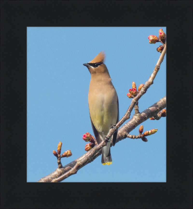 Cedar Waxwing in Green-Wood Cemetary - Great Pictures Framed
