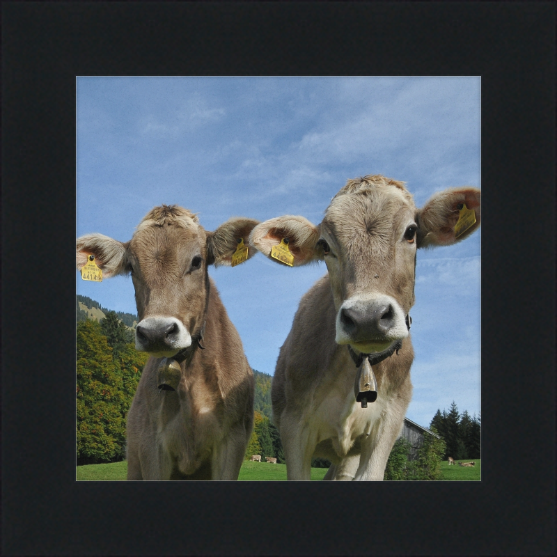 Cows on Mellenstock in Bizau - Great Pictures Framed