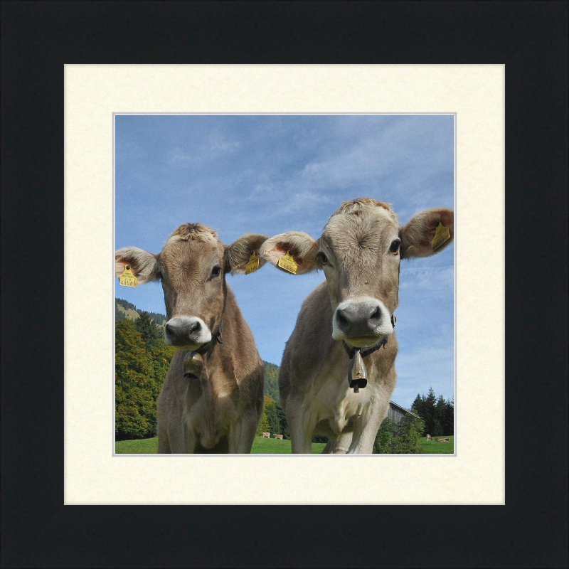 Cows on Mellenstock in Bizau - Great Pictures Framed