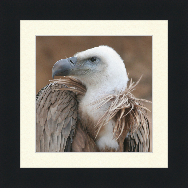 Vulture Beak - Great Pictures Framed