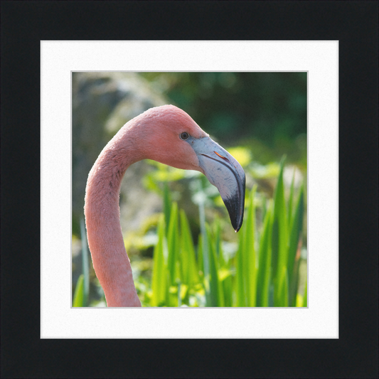Phoenicopterus Roseus - Great Pictures Framed