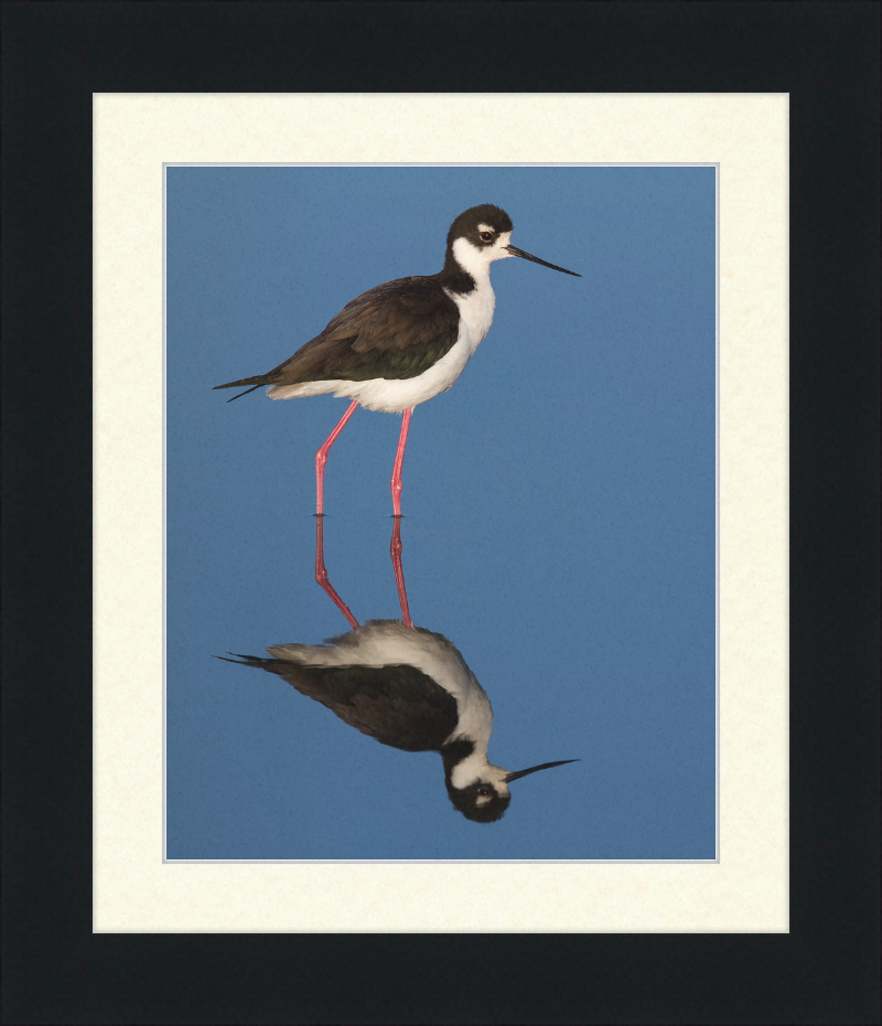 The Black-necked Stilt of Corte Madera - Great Pictures Framed