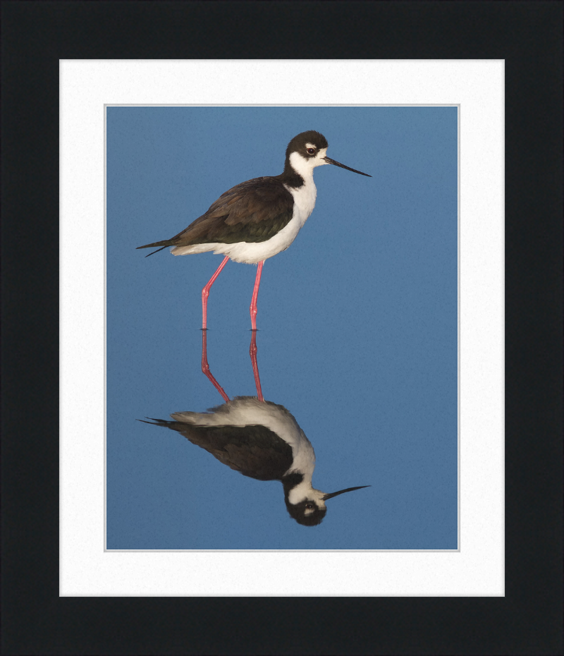 The Black-necked Stilt of Corte Madera - Great Pictures Framed