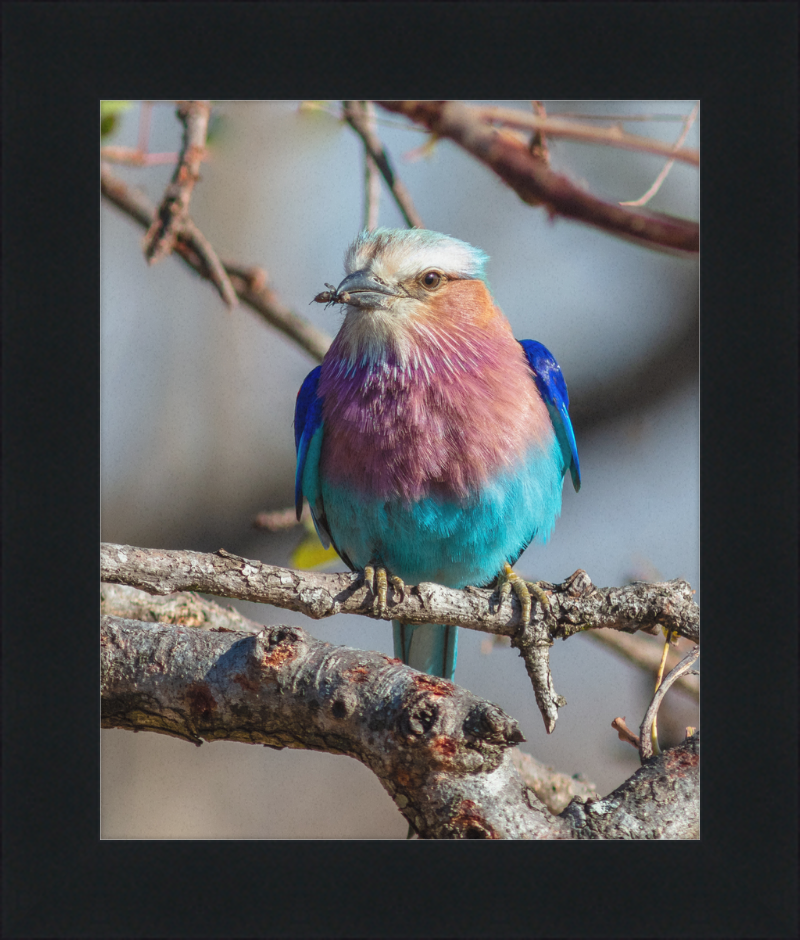 A Lilac-Breasted Roller - Great Pictures Framed