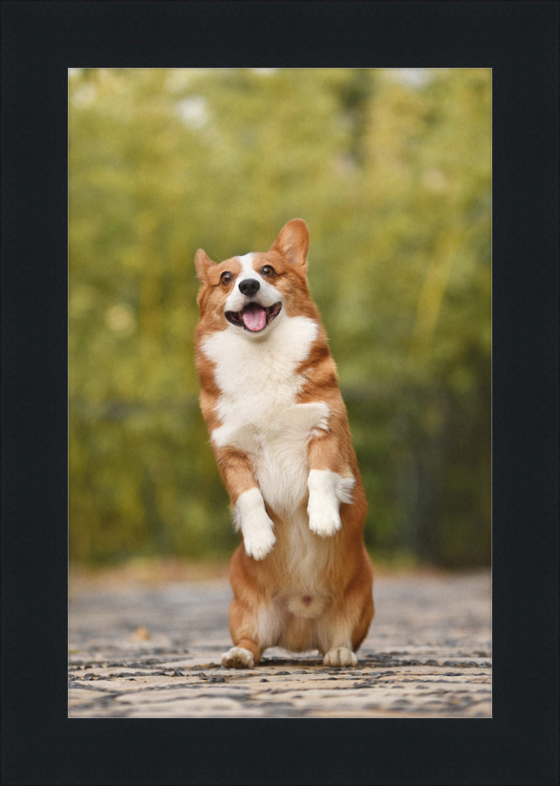 Welsh Corgi Puppy - Great Pictures Framed