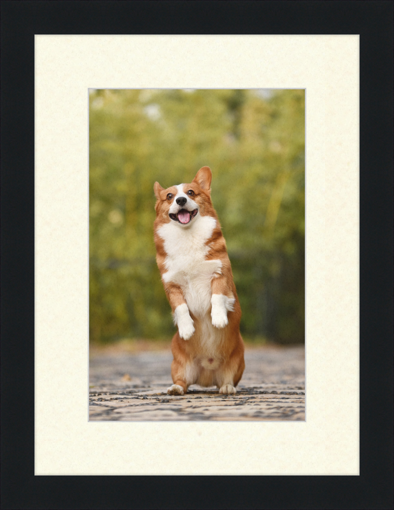 Welsh Corgi Puppy - Great Pictures Framed