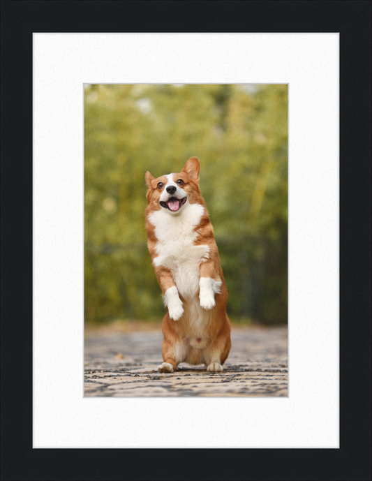Welsh Corgi Puppy - Great Pictures Framed