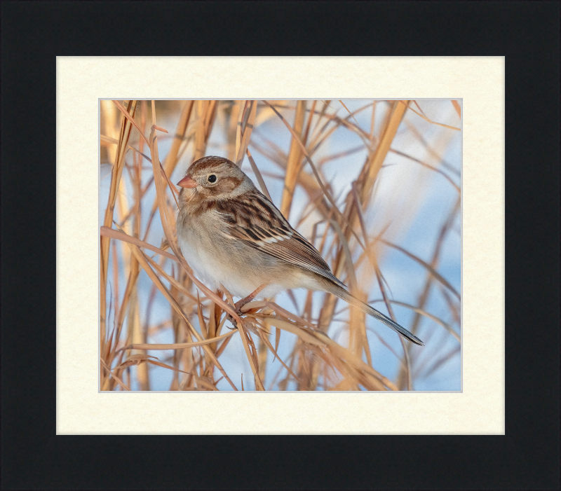 Field Sparrow - Great Pictures Framed