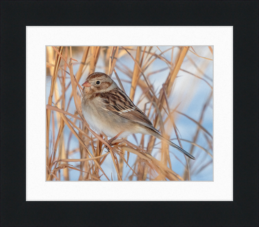 Field Sparrow - Great Pictures Framed
