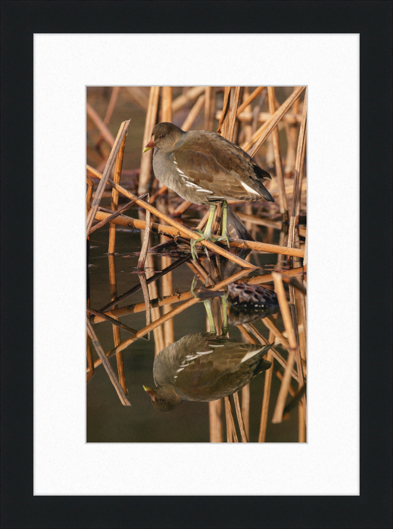 Common Moorhen in Suita, Osaka, Japan - Great Pictures Framed