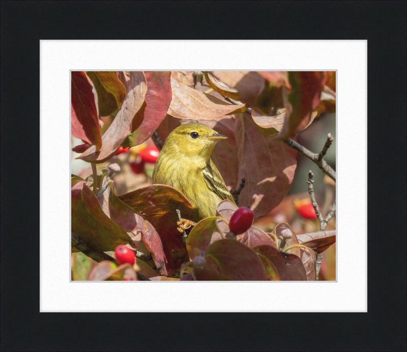 The Blackpoll Warbler - Great Pictures Framed